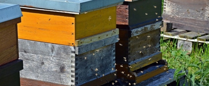 Déclaration annuelle des ruches