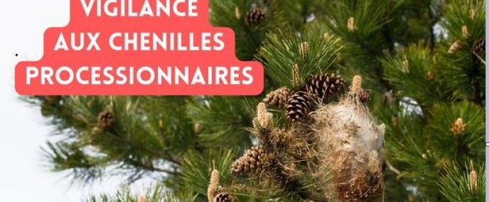 Lutte contre les chenilles processionnaires