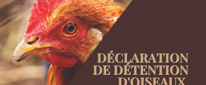 D&eacute;claration de volatiles